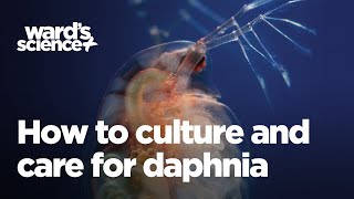 Caring and Culturing for Daphnia [upl. by Ardnasela]