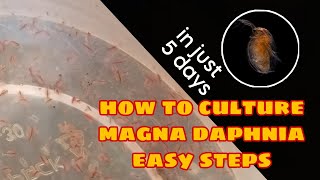 How to Culture Magna Daphnia Easily [upl. by Hilaria]