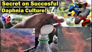 How to Culture Daphnia Successfully [upl. by Pauly966]