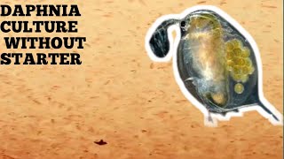 HOW TO CULTURE DAPHNIA NATURALLY WITHOUT A STARTER [upl. by Caraviello]