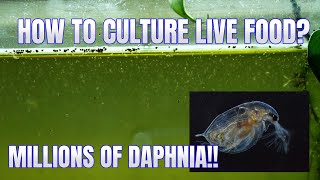 How to Culture Daphnia Secret Method to Breed MILLIONS  Simply Aquatic [upl. by Denver]