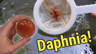 How I Culture Daphnia In Outdoor Tubs [upl. by Gall]