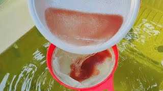 How to culture daphnia  Daphnia culture  How to grow daphnia outdoor [upl. by Clarise349]