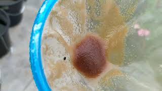 How to culture daphnia moina in a small container Part 1 English Subtitle [upl. by Parhe425]