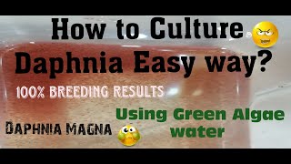 Daphnia MagnaHow to Culture Daphnia Easy wayCulturing Daphnia using Green water Daphnia [upl. by Aihsa]