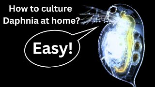 BEST Live Fish Food Beginner guide How to Culture Daphnia at home [upl. by Thorlie]