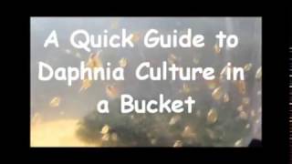 How to culture daphnia outside [upl. by Aenehs]