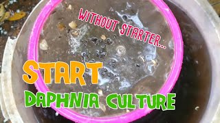 How to culture daphnia moina the easy way 1  Starting the Daphnia culture [upl. by Oria]