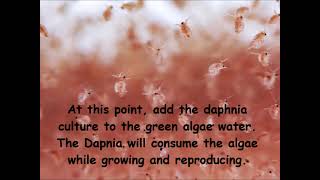 Daphnia  How to grow daphnia in your home [upl. by Dael]