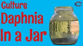 How to Culture Daphnia in a Jar [upl. by Kinsler]