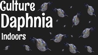 How to Culture Daphnia [upl. by Manvil]