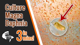 How to culture DAPHNIA MAGNA  The easy way [upl. by Hollah]