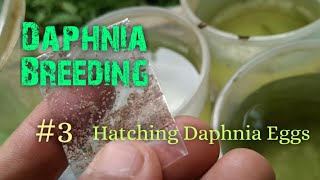 Daphnia Culture made simple and easy 3  Hatching Daphnia eggs [upl. by Yelmene6]