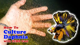 How to Culture Daphnia with ZERO Cost  Unlimited Live Food For Our Fish [upl. by Coretta629]