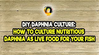 DIY Daphnia Culture How to Culture Nutritious Daphnia as Live Food for Your Fish [upl. by Safoelc]