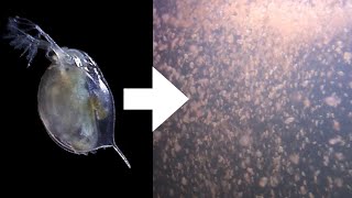 How I Culture Daphnia [upl. by Iaka]