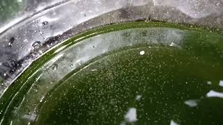 DAPHNIA MOINA CULTURE IN A SMALL BUCKET [upl. by Roye]