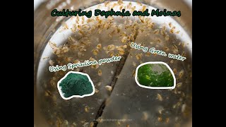 How To Culture Daphnia and Moinas using Green Water Spirulina powder [upl. by Shelby]