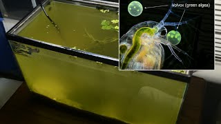 Raising Daphnia for the Freshwater Aquarium [upl. by Oer]