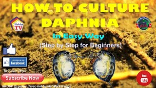 HOW TO CULTURE DAPHNIA In Easy Way [upl. by Annel]